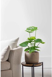 Wasserpflanze Monstera Deliciosa