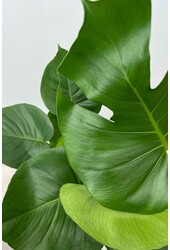 Wasserpflanze Monstera Deliciosa