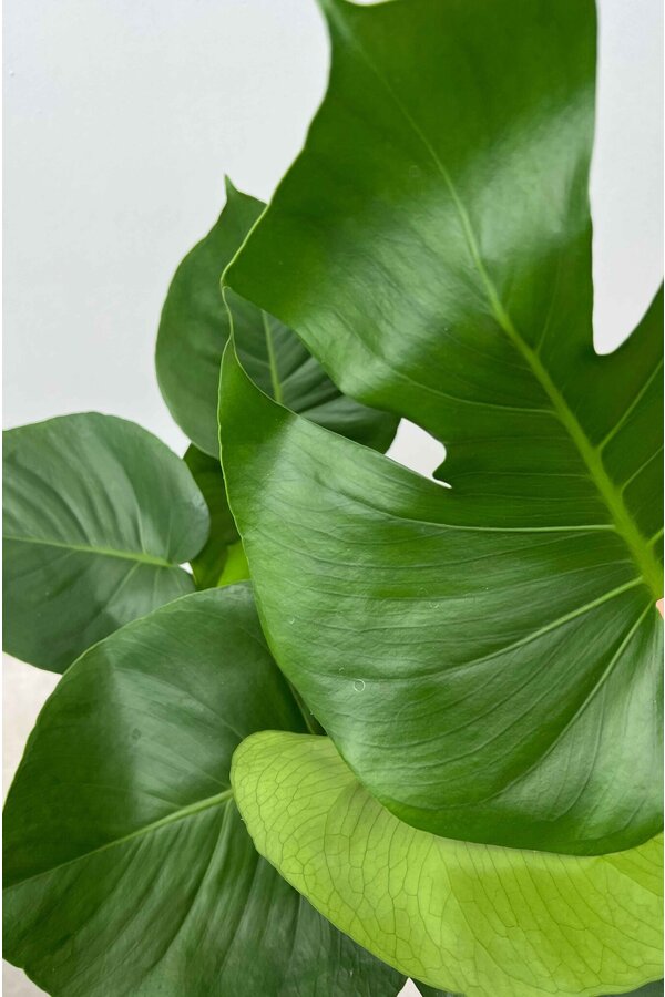 Wasserpflanze Monstera Deliciosa