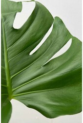 Wasserpflanze Monstera Deliciosa