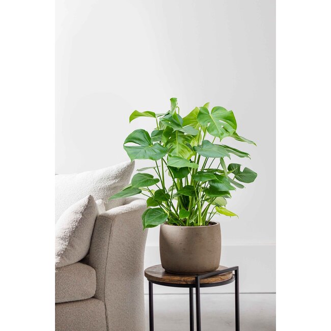 Wasserpflanze Monstera Deliciosa