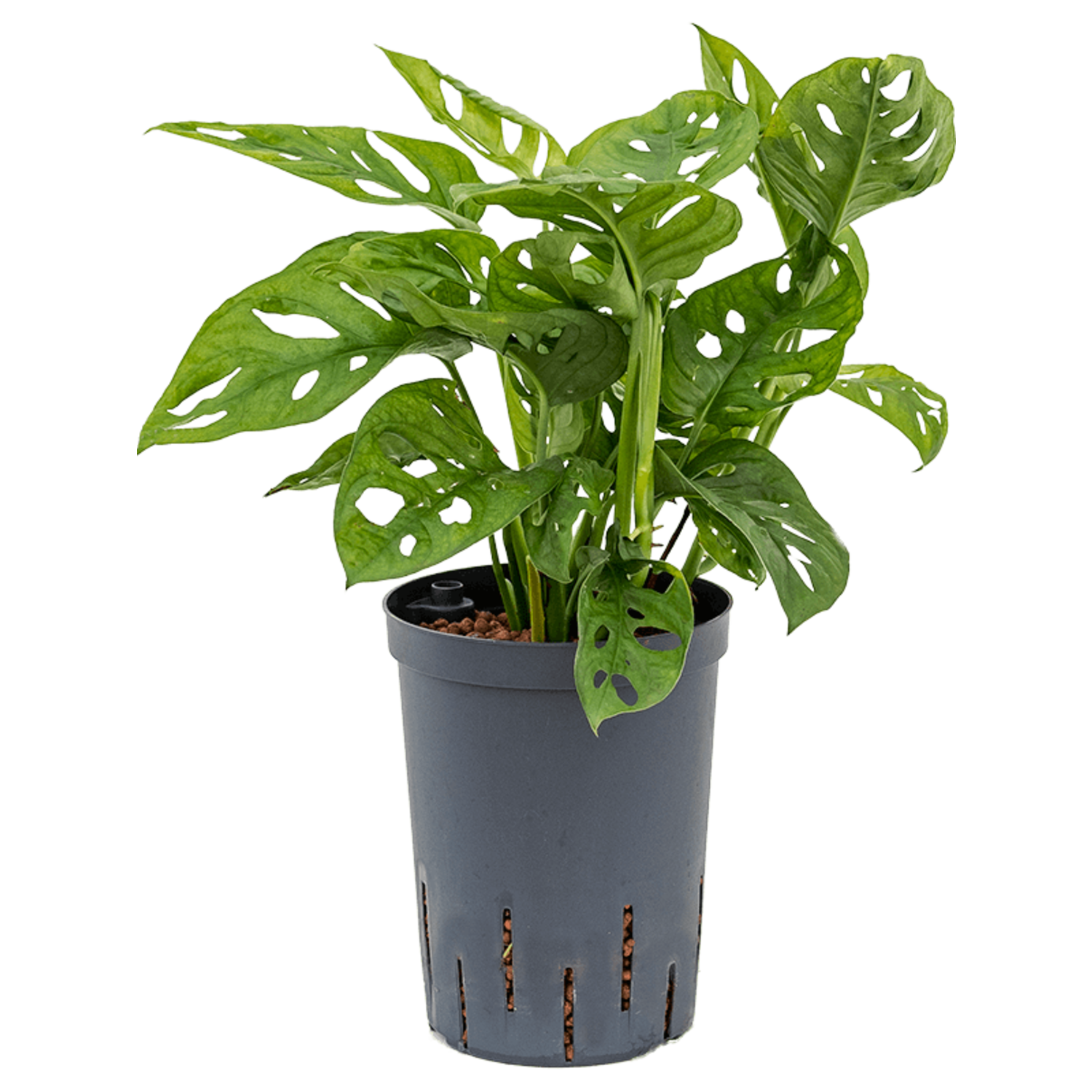 monstera stiele hängen Monstera Monkey Leaf | Online kaufen main image 1