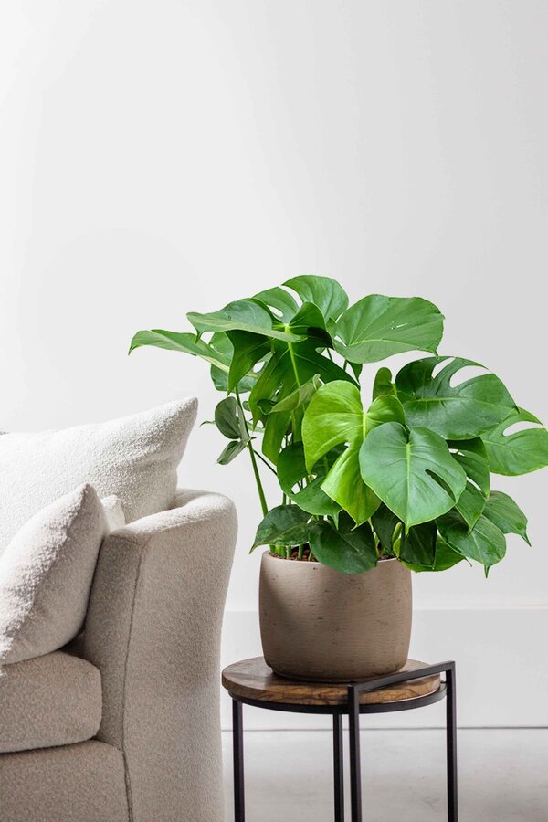 Hydrokulturpflanze Monstera Deliciosa