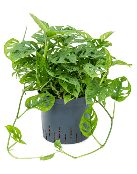 Hydrokulturpflanze Monstera