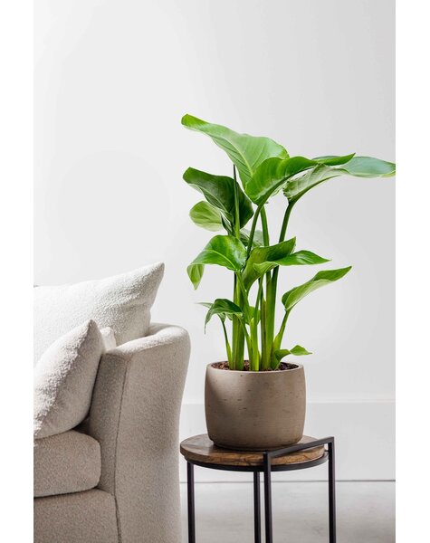 Strelitzia