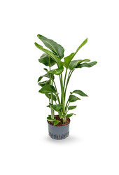 Hydrokulturpflanze Strelitzia nicolai