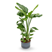 Hydrokulturpflanze Strelitzia