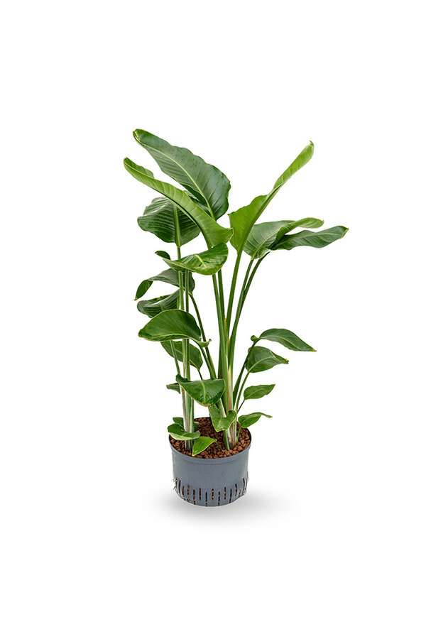 Hydrokulturpflanze Strelitzia nicolai