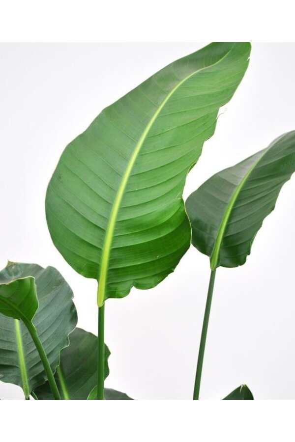 Hydrokulturpflanze Strelitzia nicolai
