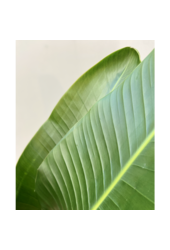 Hydrokulturpflanze Strelitzia nicolai