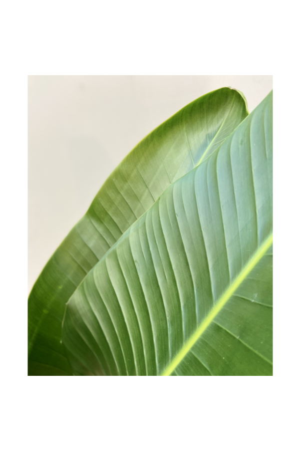 Hydrokulturpflanze Strelitzia nicolai