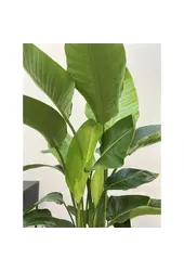 Hydrokulturpflanze Strelitzia nicolai