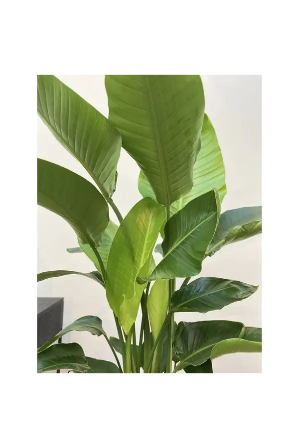 Hydrokulturpflanze Strelitzia nicolai