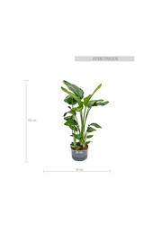Hydrokulturpflanze Strelitzia nicolai