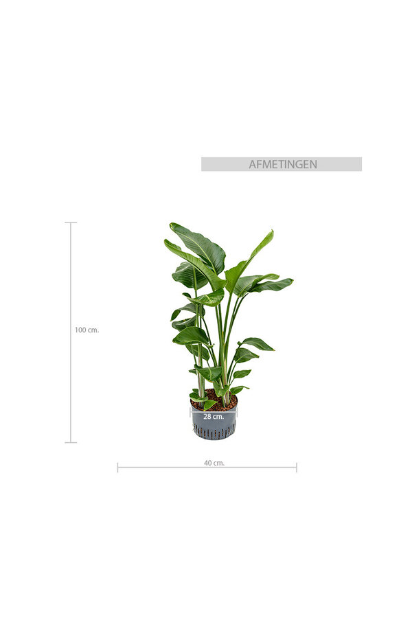 Hydrokulturpflanze Strelitzia nicolai