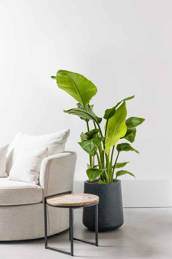 Hydrokulturpflanze Strelitzia nicolai