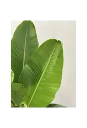 Hydrokulturpflanze Strelitzia nicolai