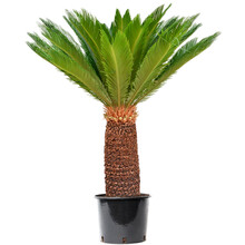 Cycas