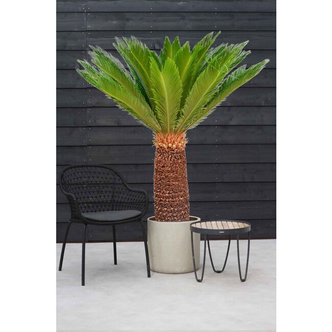 Cycas Revoluta XXL