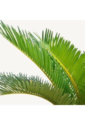 Cycas Revoluta XXL