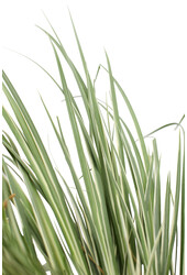 Argenteostriatus-Calamus