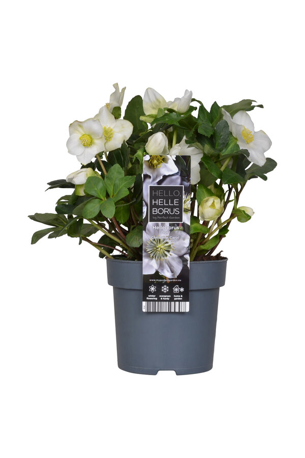 Weihnachtsrose Weihnachtslied