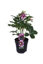 Orientalischer Nieswurz Helleborus