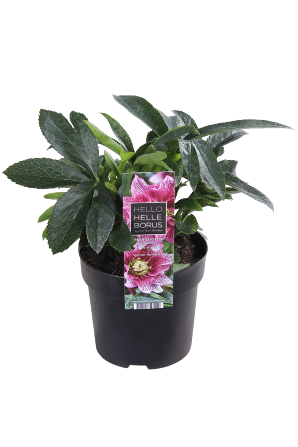 Orientalischer Nieswurz Helleborus
