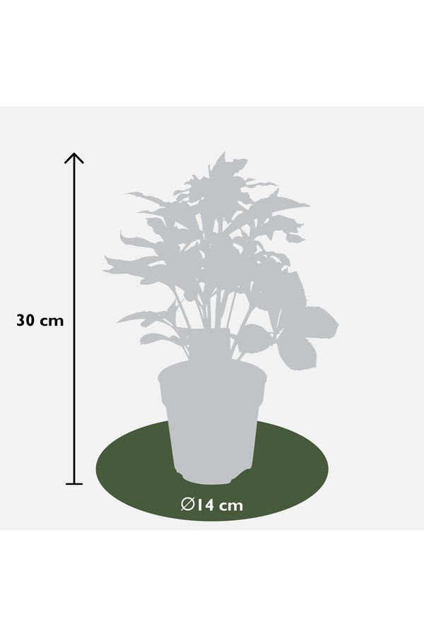 Orientalischer Nieswurz Helleborus
