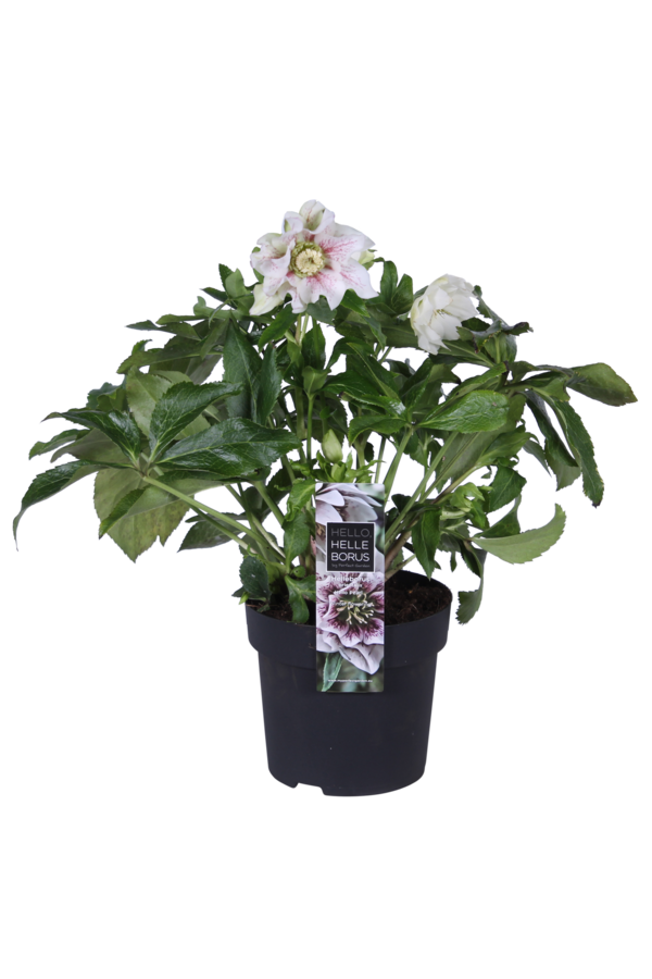 Orientalischer Nieswurz Helleborus