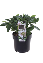 Orientalischer Nieswurz Helleborus