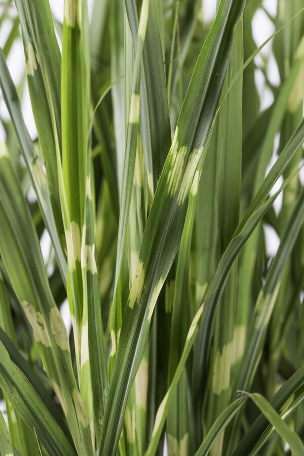 Prächtiges Schilfrohr Strictus