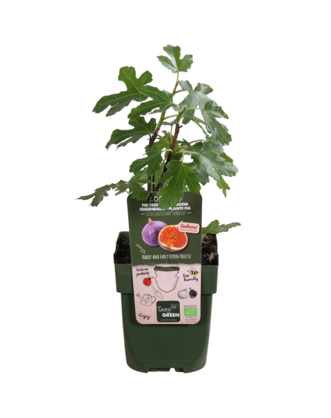 Feigenbaum
