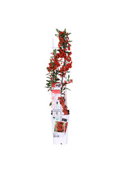 Feuerdorn Red Star®