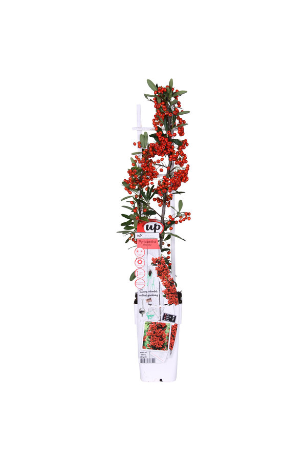 Feuerdorn Red Star®