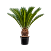 Cycas M