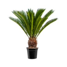 Cycas