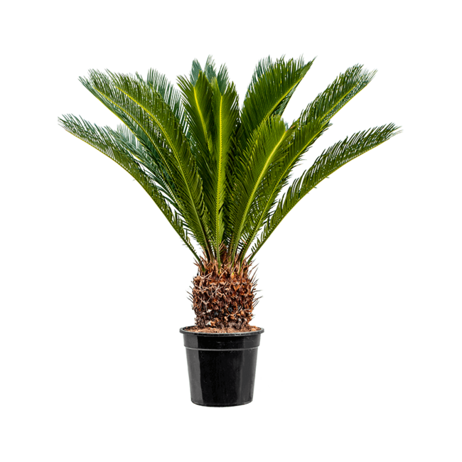 Cycas M