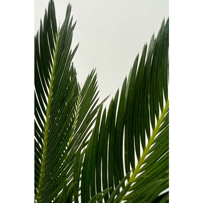 Cycas M