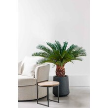 Cycas