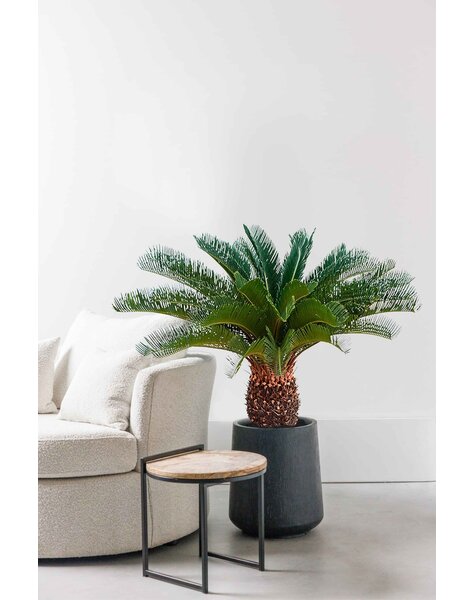 Cycas