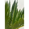 Cycas S