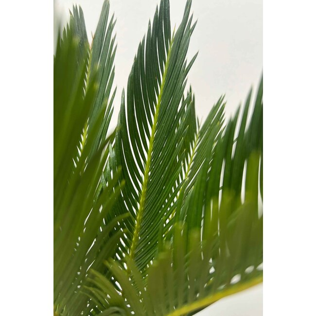 Cycas S