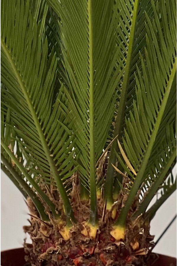 Cycas S