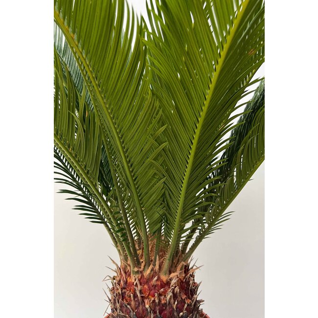 Cycas S