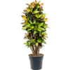 Croton Wunderstrauch Iceton XXXL