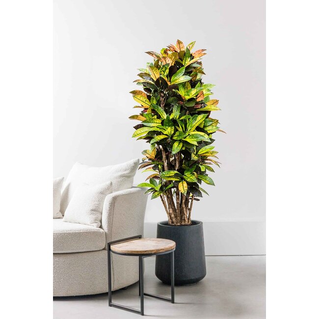 Croton Wunderstrauch Iceton XXXL