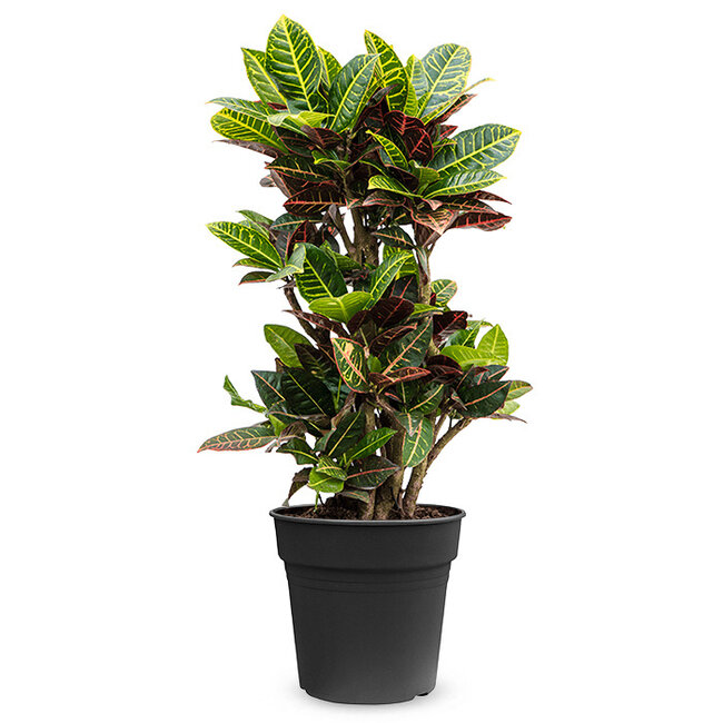 Croton (codiaeum) iceton