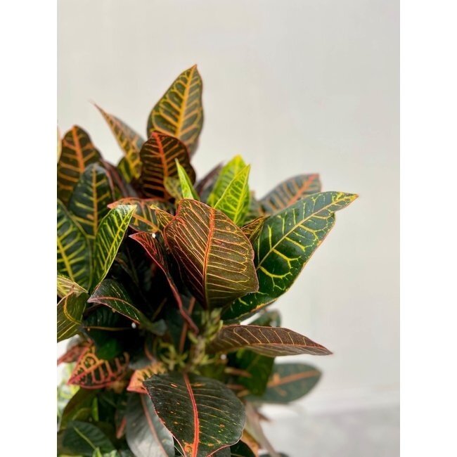Croton (codiaeum) iceton
