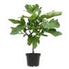Ficus Carica Feigenbaum S